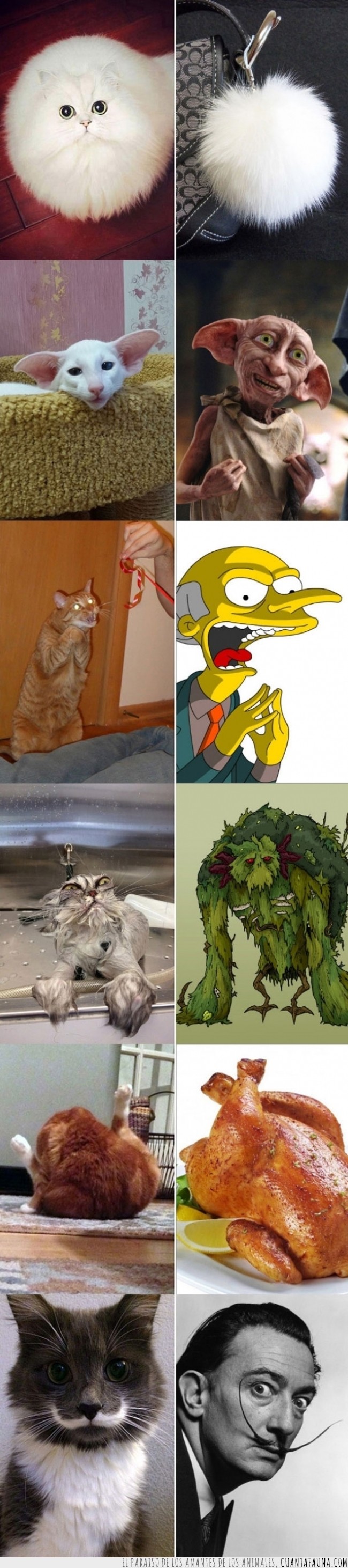 gato,parecido,humor,curiosidad